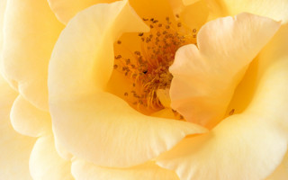 Yellow rose macro photography autumn - a yellow rose free wallpaper