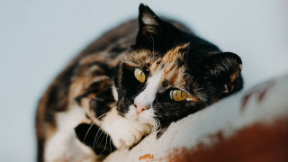 Cat pillow focus photorealistic blurry - a pillow free wallpaper