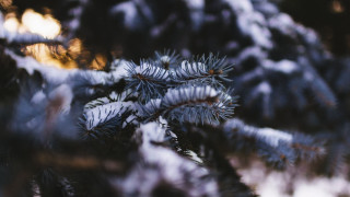 Pine snow branches blurry background - a close up of a pine tree free wallpaper