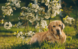 Dog grass tree white flowers - the grass next free wallpaper