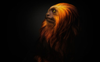 Monkey orange hair black background - animal free wallpaper for desktop