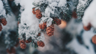 Pine tree snow cones winter - a pine tree free wallpaper