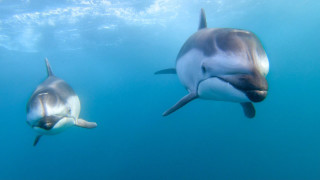 Dolphins underwater sunlight wildlife puzzle - david dougal williams free wallpaper
