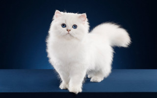 White cat blue eyes rococo - a blue surface free wallpaper