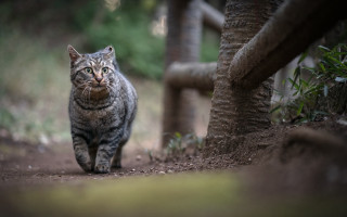 Cat dirtpath tree fence rayonism - a cat free wallpaper