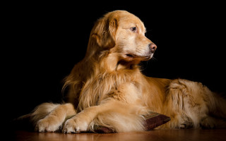 Shiba inu glamor pose black - a portrait free wallpaper for desktop