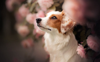 Dog sky flowers photorealistic shiba - a white border free wallpaper