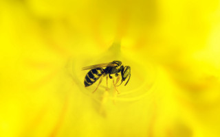 Bee yellowflower macro naturalism sunset - the center of the picture free wallpaper for desktop