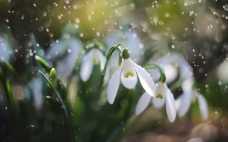 White flowers water drops bokeh - green leaf and grass free wallpaper for desktop