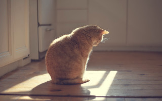 Cat wooden floor window sunlight - a wooden floor free wallpaper