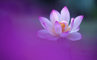 Pink flower yellow center purple - the center of the flower free wallpaper