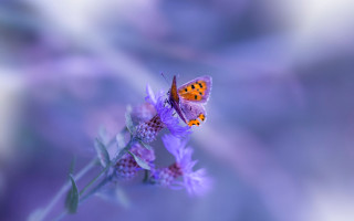 Butterfly purple flower macro photography - a butterfly free wallpaper