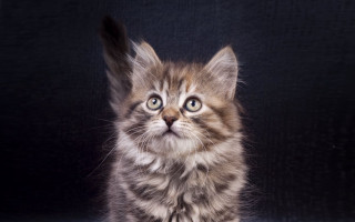 Small white cat blue eyes - a black wall free wallpaper