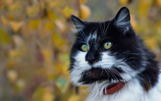 Black cat red collar impressionism - a red collar free wallpaper for desktop