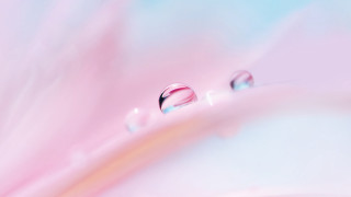 Pink blue water drops macro - free rain wallpaper for desktop