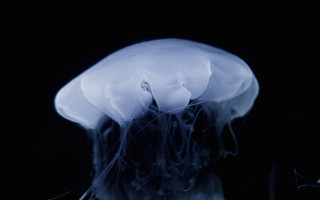 White jellyfish dark biolu minescence - its head free wallpaper