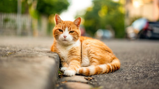 Cat curb parking outdoors photorealistic - the ground next free wallpaper