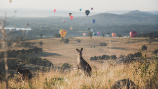 Kangaroo field hotairballoons ElizabethDurack australian - hot air balloon free wallpaper