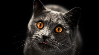 Orange eyed black cat moon - orange eye free wallpaper