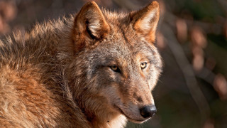 Wolf staring camera blurry background - caspar wolf free wallpaper for desktop