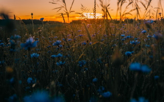 Blue flower sunset silhouette butterfly - nature free wallpaper