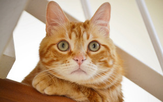 Sad cat on chair black - a chair free wallpaper