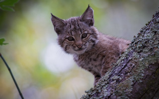 Kitten sitting tree branch sad - a small kitten free wallpaper