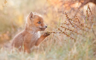 Small fox cub branch curious - photograph free wallpaper for desktop
