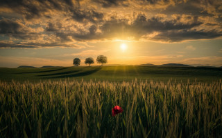 Red flower sunset field horizon - a sunset in the background free wallpaper for desktop