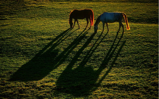 Grazing horses shadows field art - shadow free wallpaper