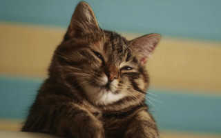 Cat sleeping pillow furry pastel - the pillow free wallpaper