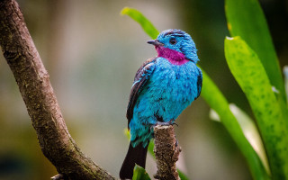 Blue bird pink breast branch - a blue bird free wallpaper