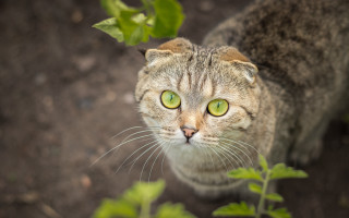 Cat green eyes plant dirt - green eye free wallpaper