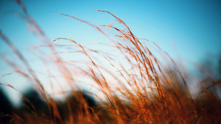 Grass blue sky macro nature - a close up of a grass free wallpaper
