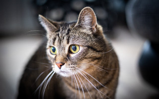 Black cat green eyes motorcycle - the camera free wallpaper for desktop