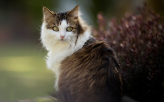 Cat rock bush purple flowers - a bush free wallpaper