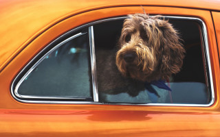 Dog bowtie car window orange - american impressionism free wallpaper