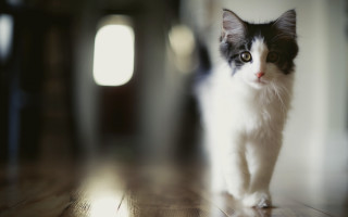 Black white cat wooden floor - a wooden floor next free wallpaper