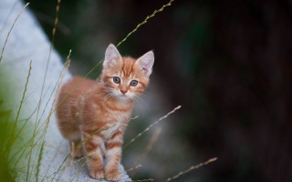 Curious kitten on rock in - a rock in a field of grass free wallpaper