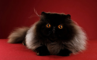 Fluffy black cat orange eyes - expressionism free wallpaper