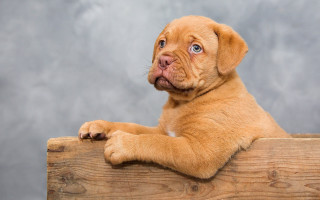 Puppy sitting wooden box sad - classical free wallpaper