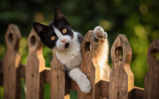 Black and white cat climbing - cat free wallpaper