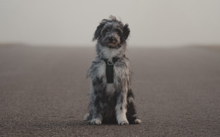 Dog fur collar tie foggy - its neck free wallpaper for desktop