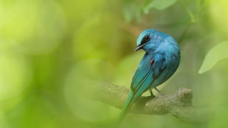 Blue bird branch green leaves 3 - a blue bird free wallpaper