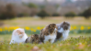 Cats flower field bokeh focus - bourgeoi free wallpaper
