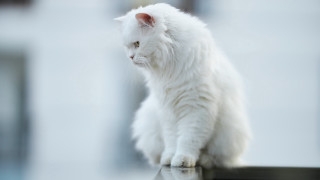 White cat table building camera - the camera len free wallpaper