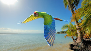 Parrot flying beach palm ocean - adobe photoshop free wallpaper