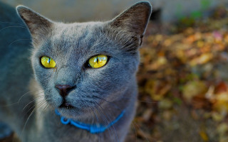 Gray cat yellow eyes blue 2 - a yellow eye free wallpaper