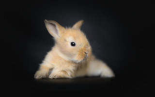 Small rabbit black background photorealistic - a small rabbit free wallpaper