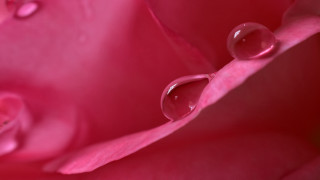Pink flower water droplets macro 28 - petal free wallpaper